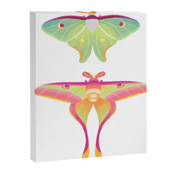 Moth Canvas Print Gallery Image 1