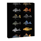Pleco! Canvas Print Gallery Image 6