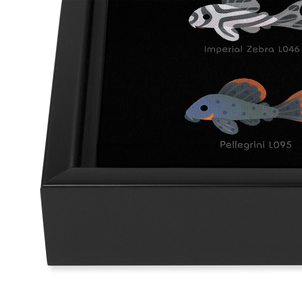 Pleco! Framed Canvas Print Gallery Image 3