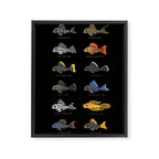 Pleco! Framed Canvas Print Gallery Image 6