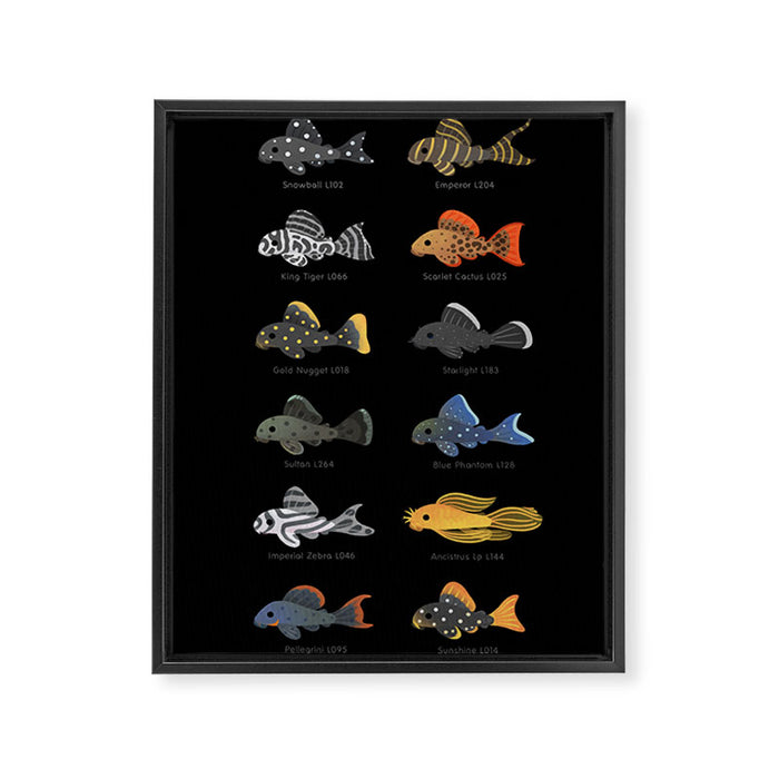 Pleco! Framed Canvas Print Gallery Image 1