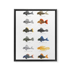 Pleco! - white Framed Canvas Print Gallery Image 8