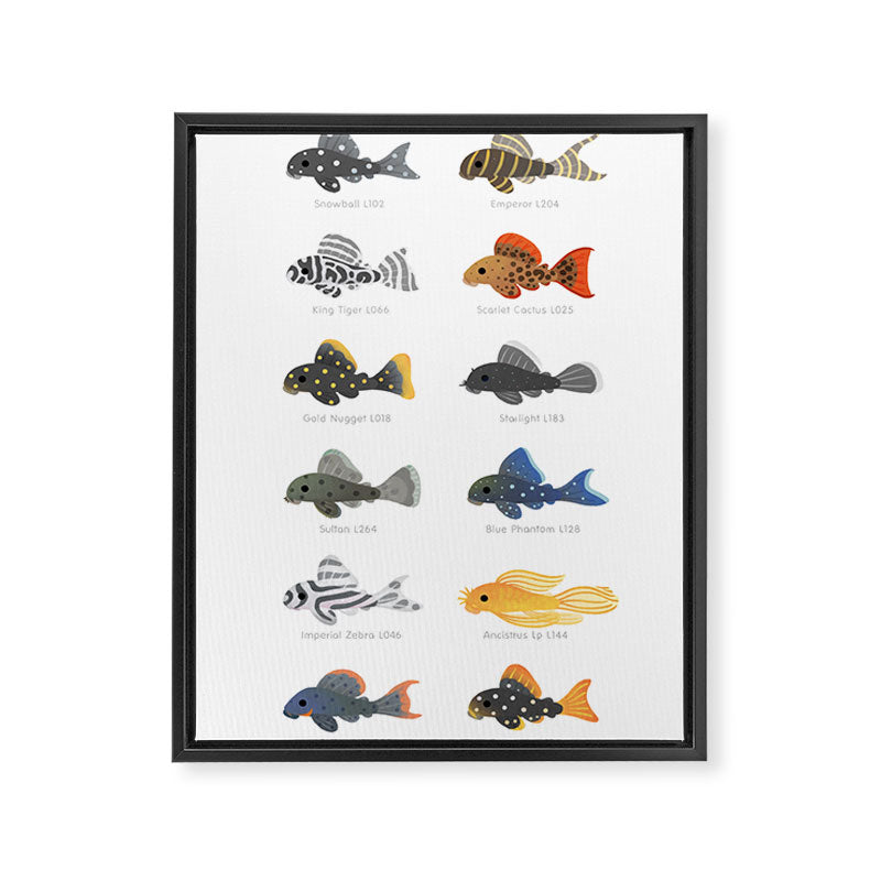 Pleco! - white Framed Canvas Print Gallery Image 8