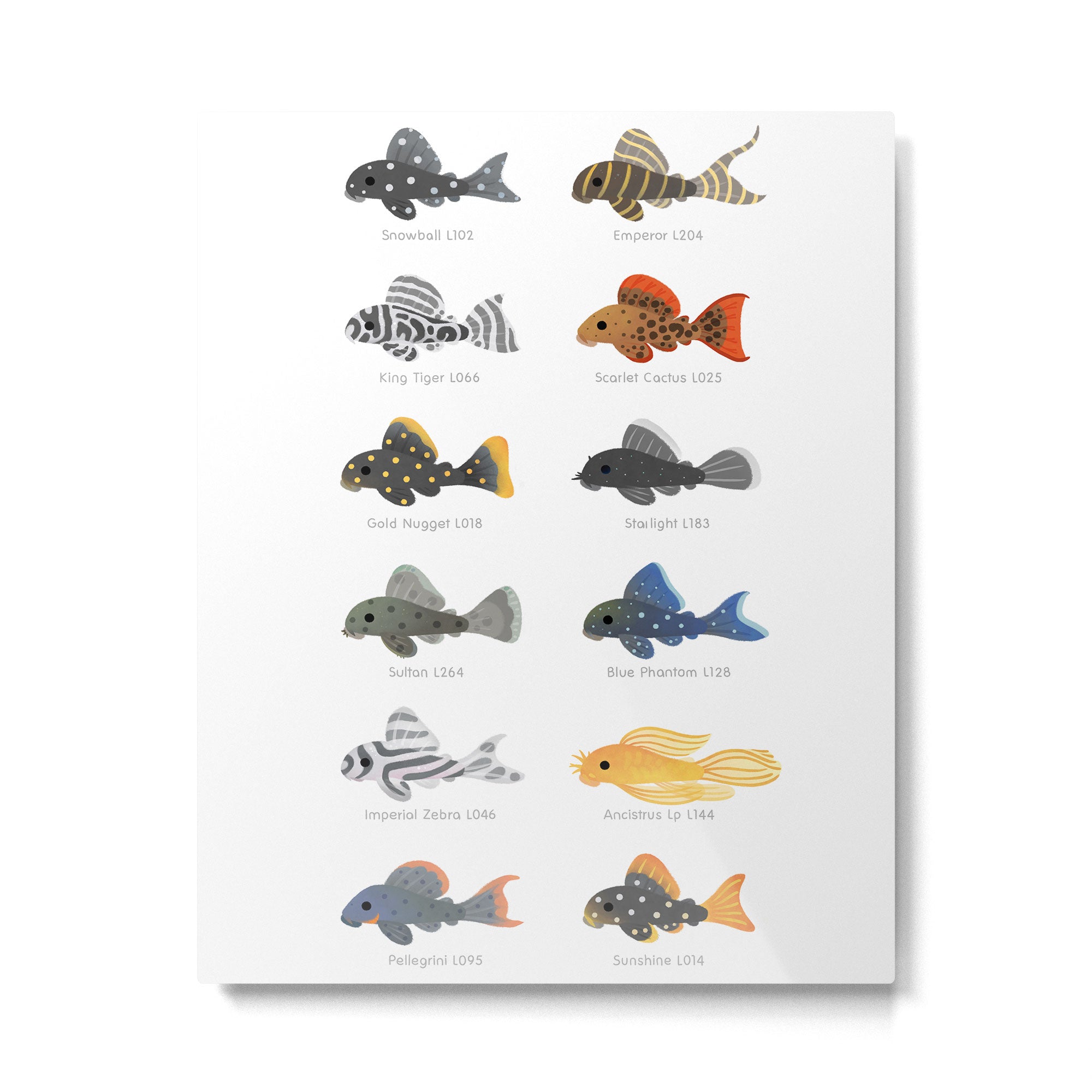 Pleco! - white Metal Print Gallery Image 6