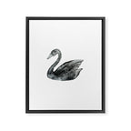 Elegant black white hand painted watercolor swan Framed Canvas Print Gallery Image 8