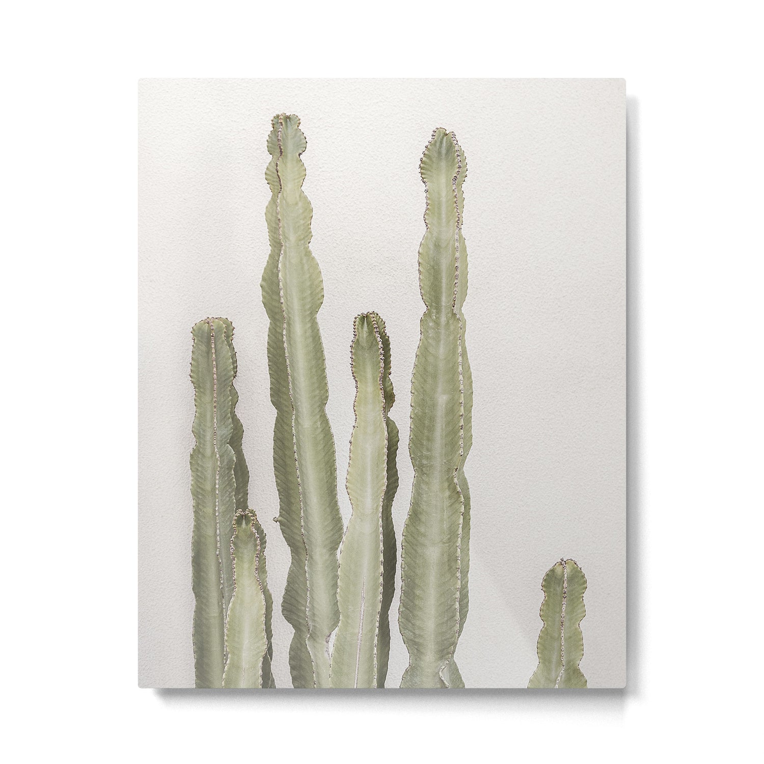 Cactus Metal Print Gallery Image 4