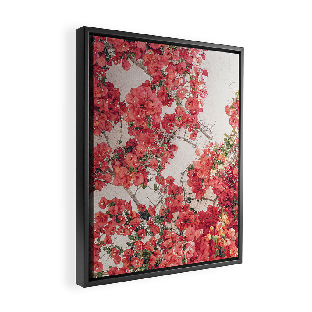 Mediterranean Bougainvillea Flower Framed Canvas Print Gallery Image 2