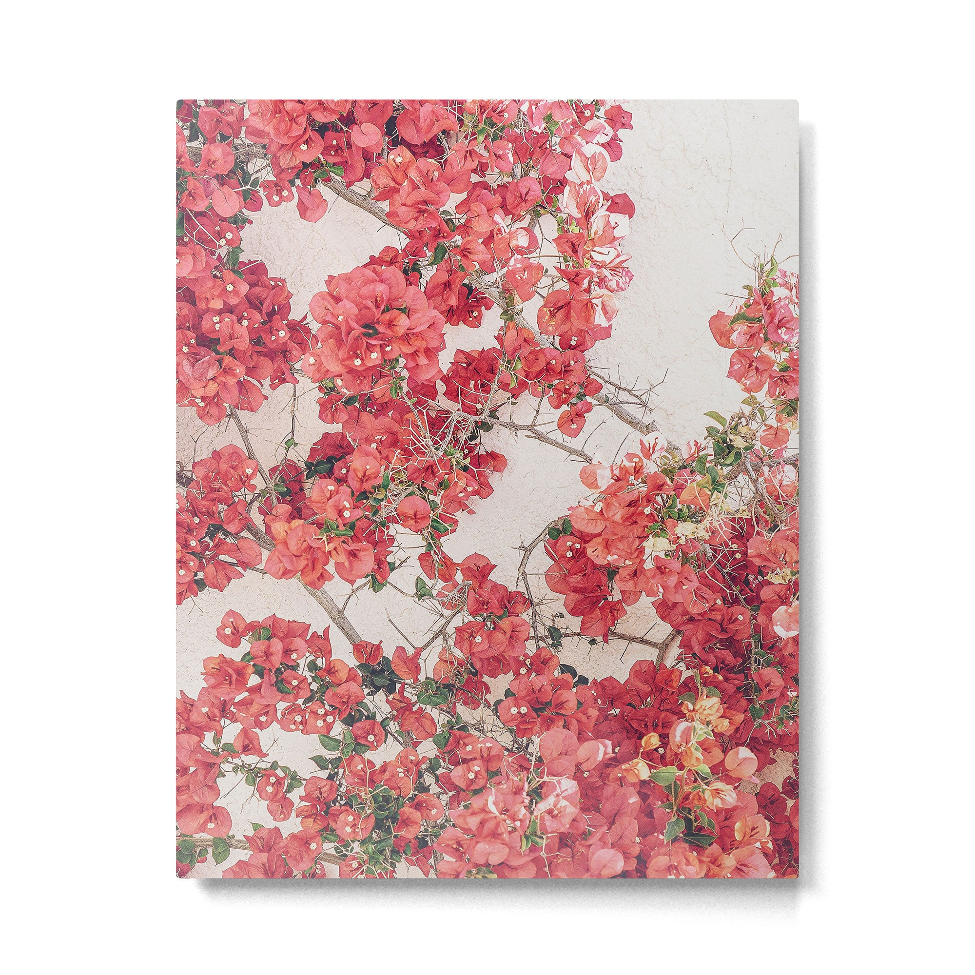 Mediterranean Bougainvillea Flower Metal Print Gallery Image 4