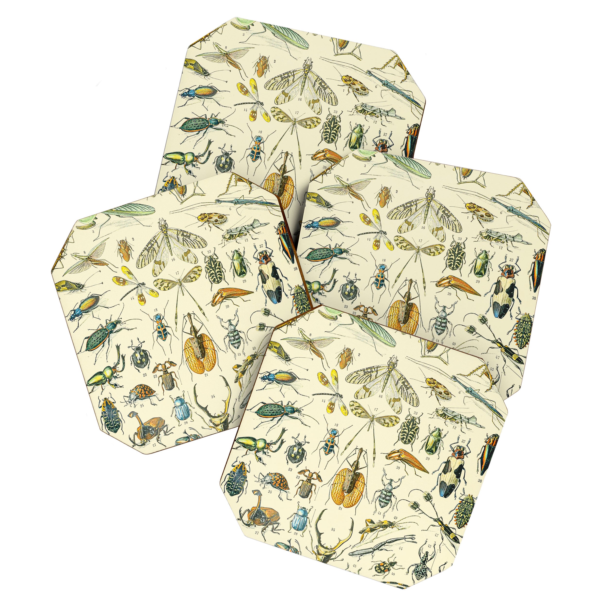 Bugs and Insect Vintage Illustration Drawing by Adolphe Millot of Giant Beatle Dragon Flies Leaf Bug Coaster Gallery Image 1