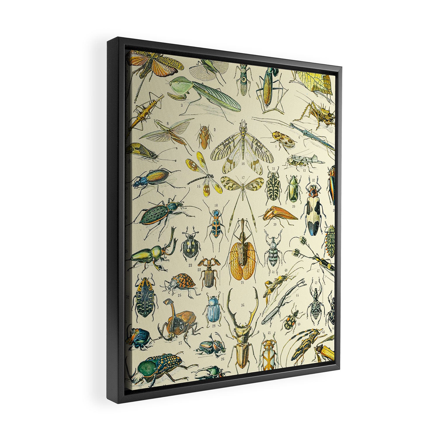 Bugs and Insect Vintage Illustration Drawing by Adolphe Millot of Giant Beatle Dragon Flies Leaf Bug Framed Canvas Print Gallery Image 2