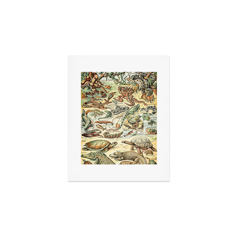 Reptiles II by Adolphe Millot // XL 19th Century Snakes Lizards Alligators Science Textbook Artwork Art Print Gallery Image 1