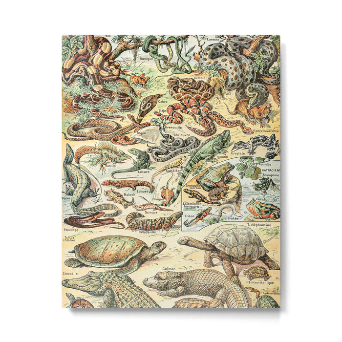 Reptiles II by Adolphe Millot // XL 19th Century Snakes Lizards Alligators Science Textbook Artwork Metal Print Gallery Image 1