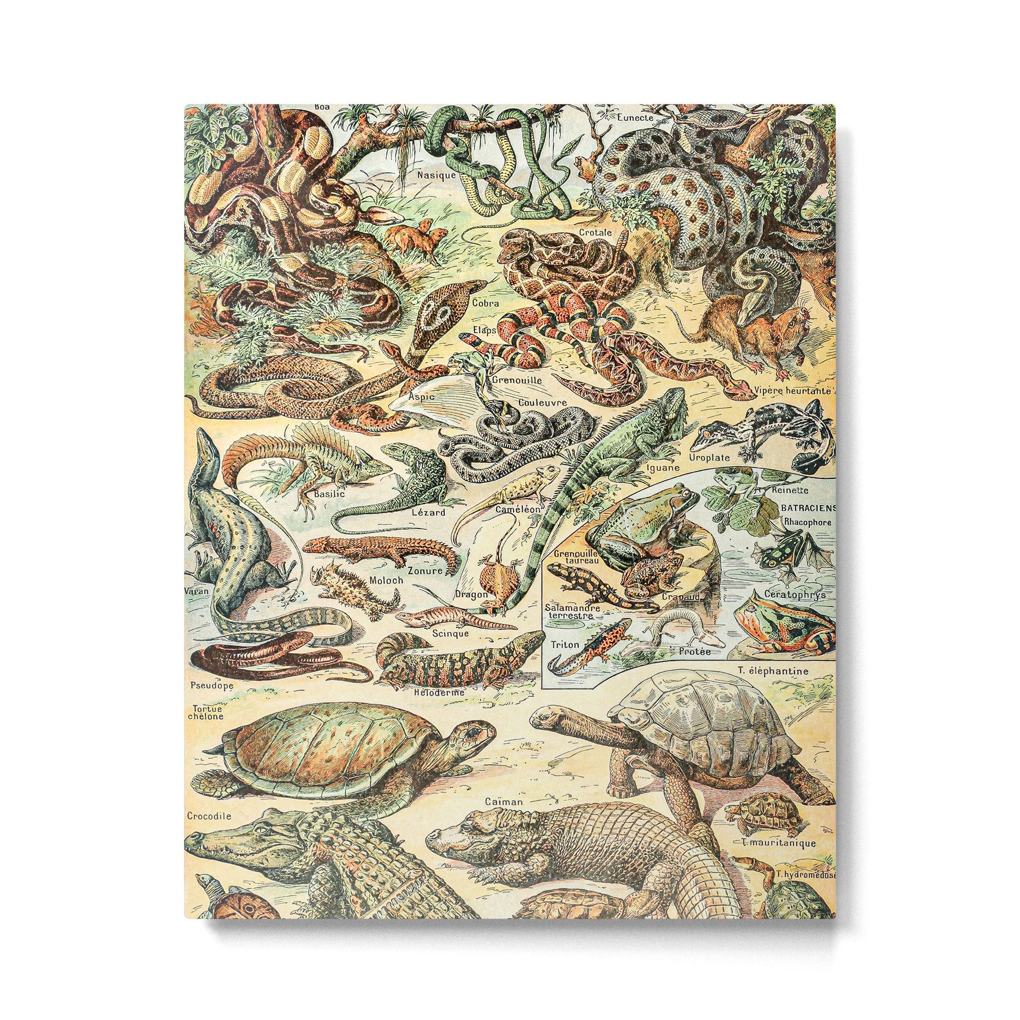 Reptiles II by Adolphe Millot // XL 19th Century Snakes Lizards Alligators Science Textbook Artwork Metal Print Gallery Image 6