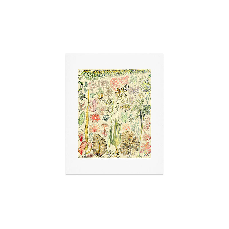 Seaweed and Coral Vintage Illustration Drawing by Adolphe Millot of Underwater Peach Pink Sea Plants Art Print Gallery Image 1