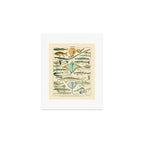 Vintage Fishing Diagram // Poissons II by Adolphe Millot 19th Century Science Textbook Artwork Art Print Gallery Image 1