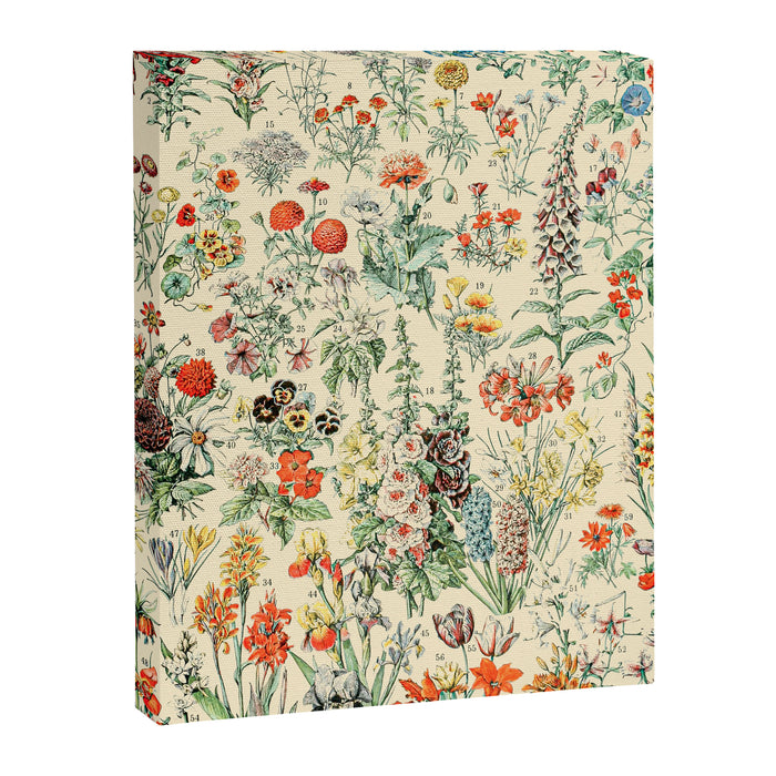 Wildflower Diagram // Fleurs II by Adolphe Millot XL 19th Century Science Textbook Artwork Canvas Print Gallery Image 1