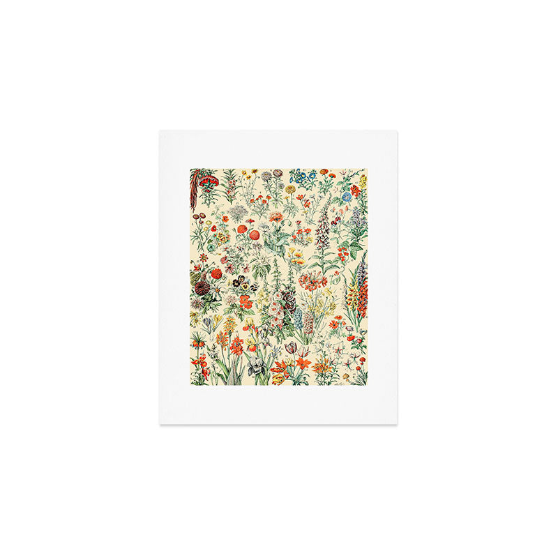 Wildflower Diagram // Fleurs II by Adolphe Millot XL 19th Century Science Textbook Artwork Art Print Gallery Image 1