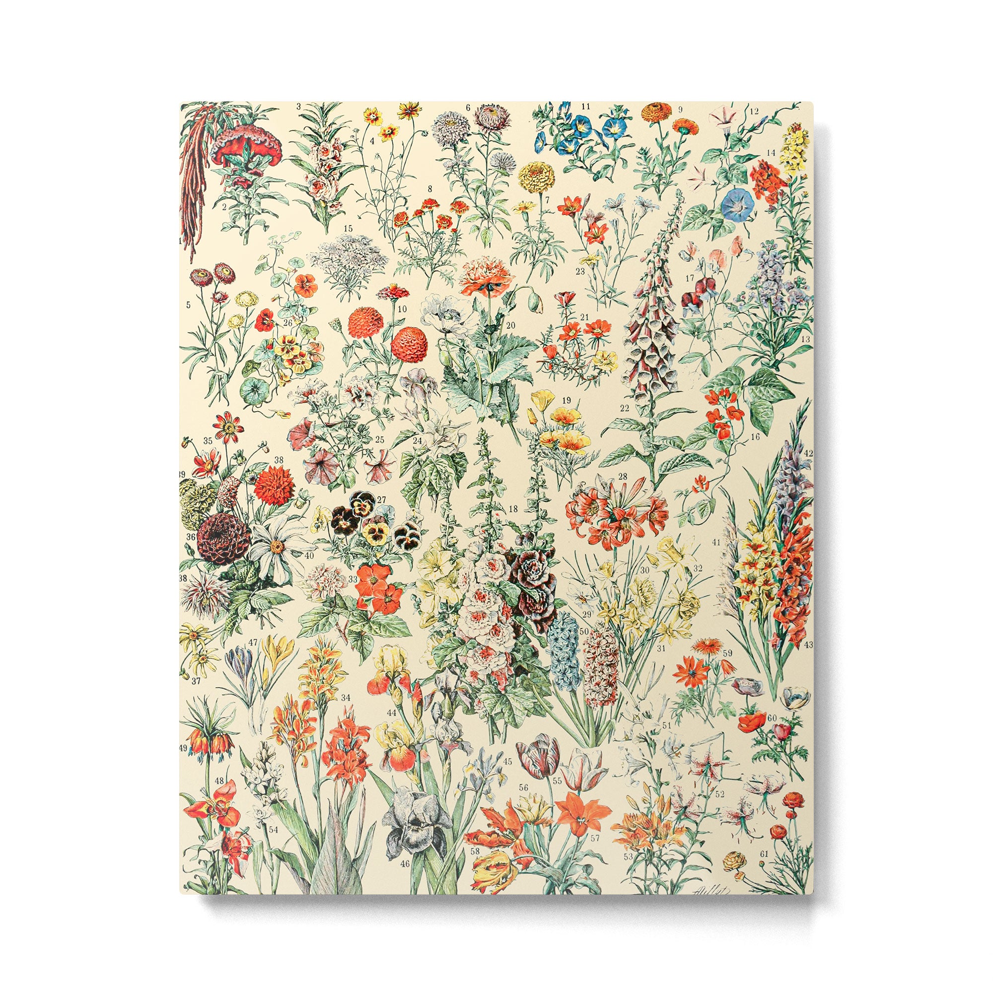 Wildflower Diagram // Fleurs II by Adolphe Millot XL 19th Century Science Textbook Artwork Metal Print Gallery Image 6