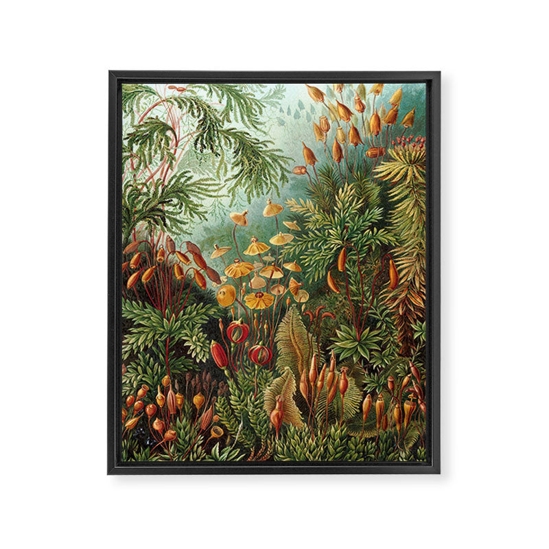 Ernst Haeckel Muscinae Microscopic Landscape Framed Canvas Print Gallery Image 3