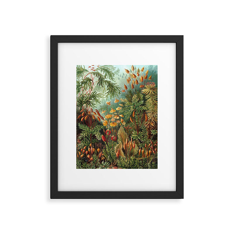 Ernst Haeckel Muscinae Microscopic Landscape Framed Art Print Gallery Image 5