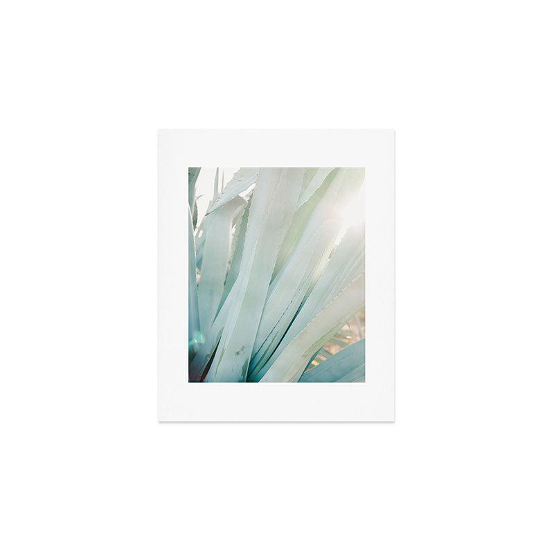 Aloë Vera in the Sun | Italy travel photography on film Art Print Gallery Image 1