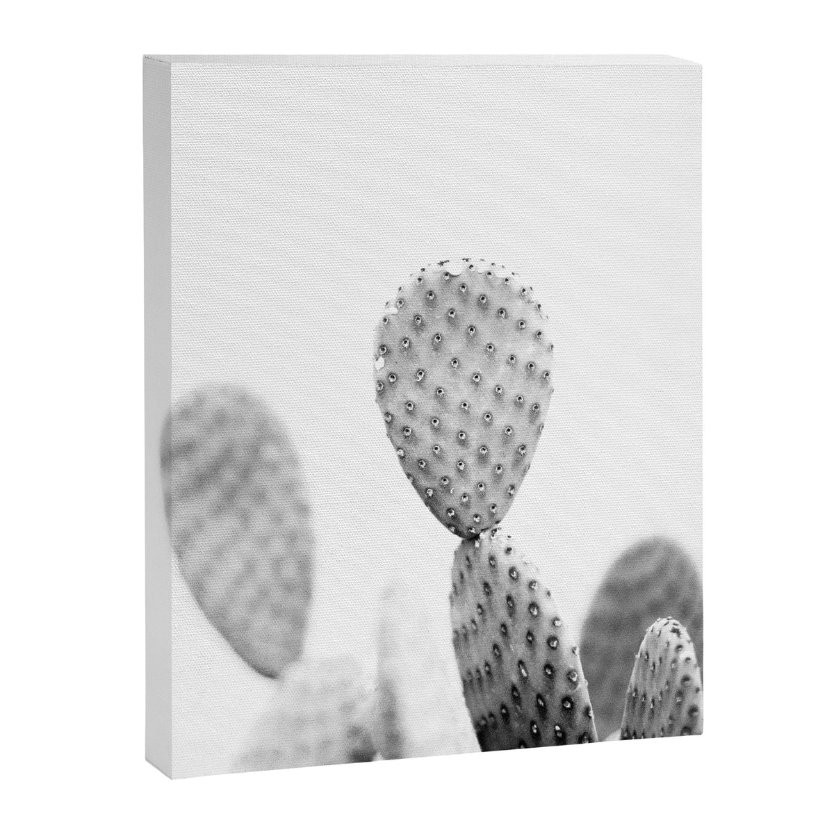 Black and white Cactus | Botanical film photography art Canvas Print Gallery Image 6
