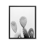 Black and white Cactus | Botanical film photography art Framed Canvas Print Gallery Image 6