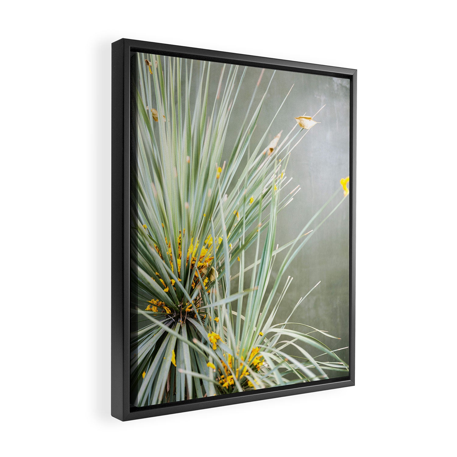 Botanical Oaxaca | Travel Photography Mexico  Framed Canvas Print Gallery Image 2