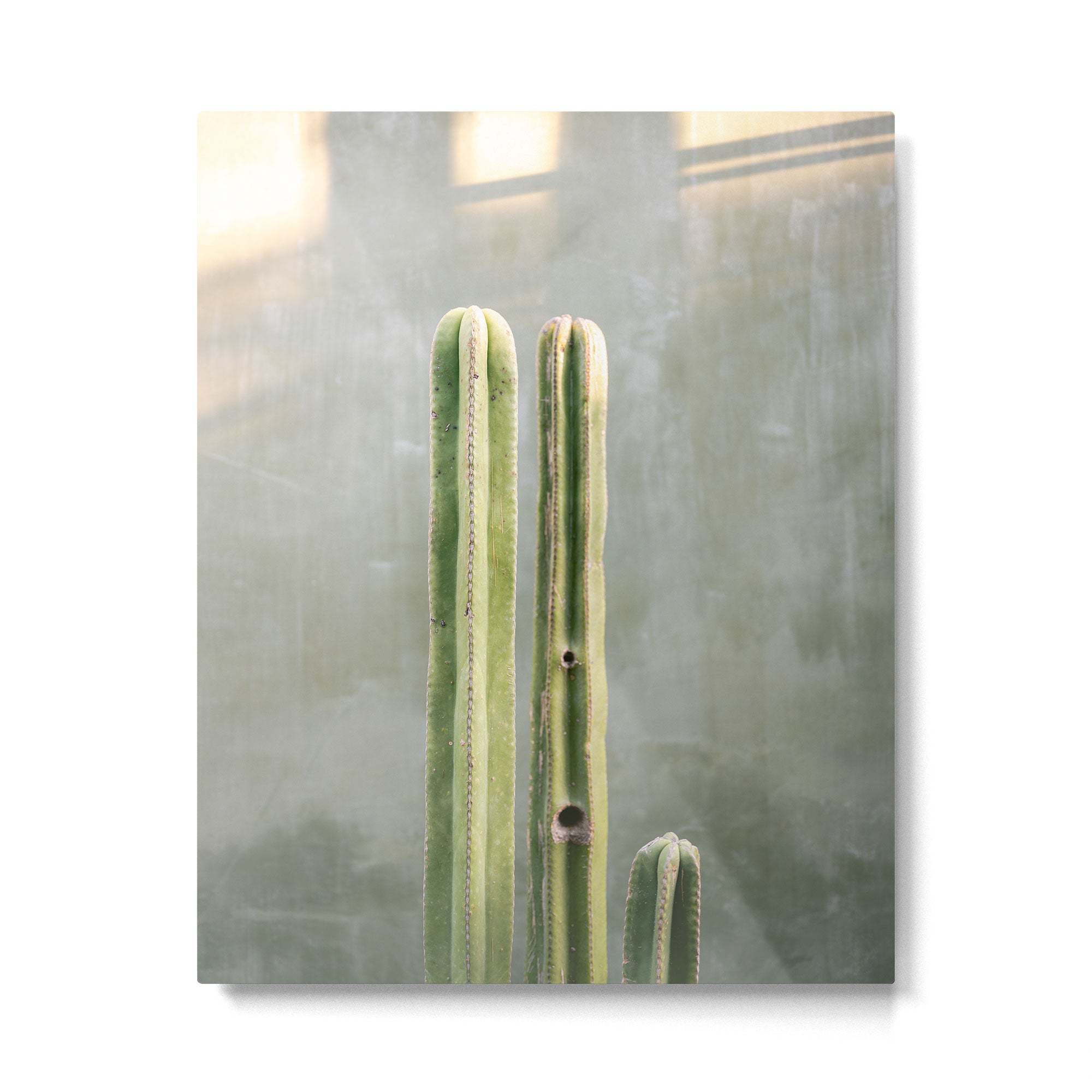 Cacti greens | Oaxaca Mexico travel photography Metal Print Gallery Image 4