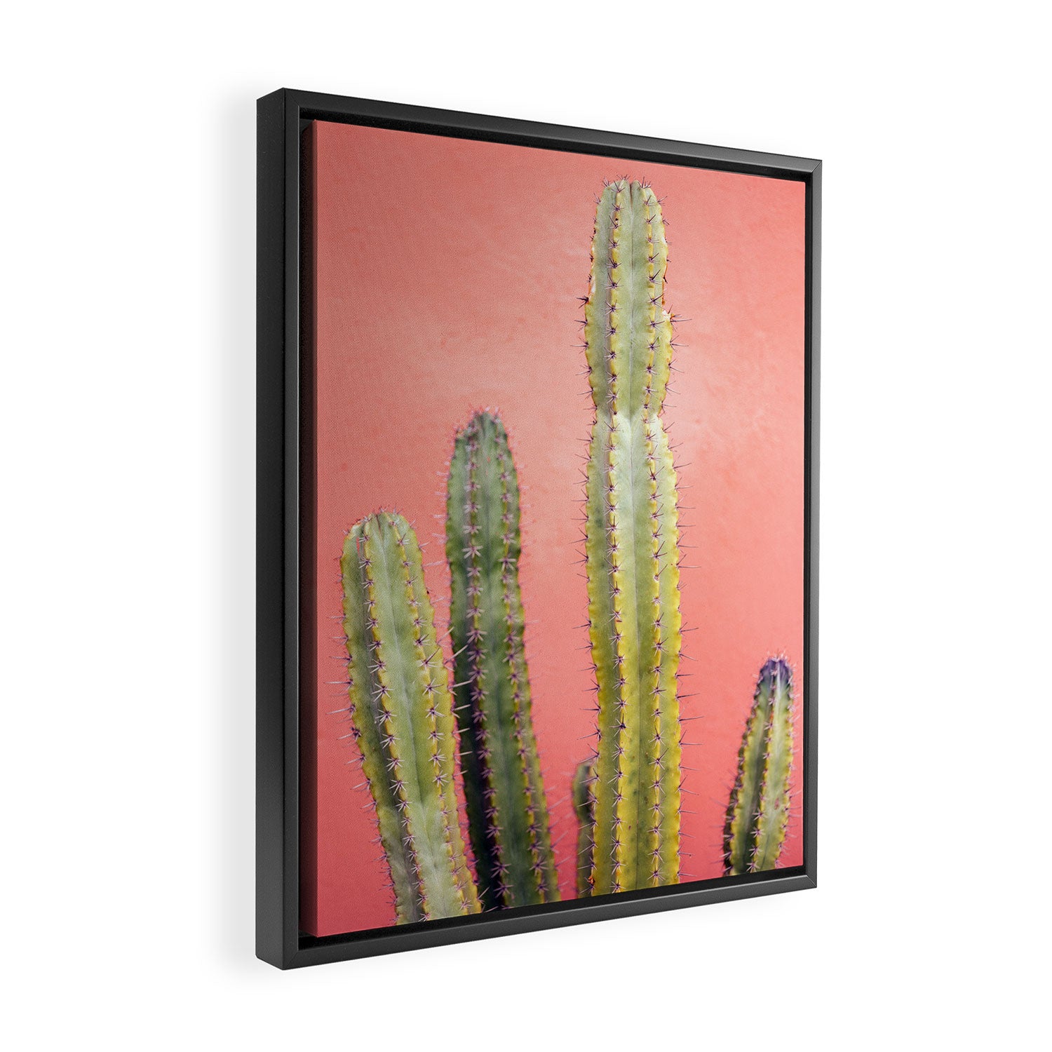 Cactus & Coral | Marrakech Minimalism Botanical Photography Framed Canvas Print Gallery Image 2