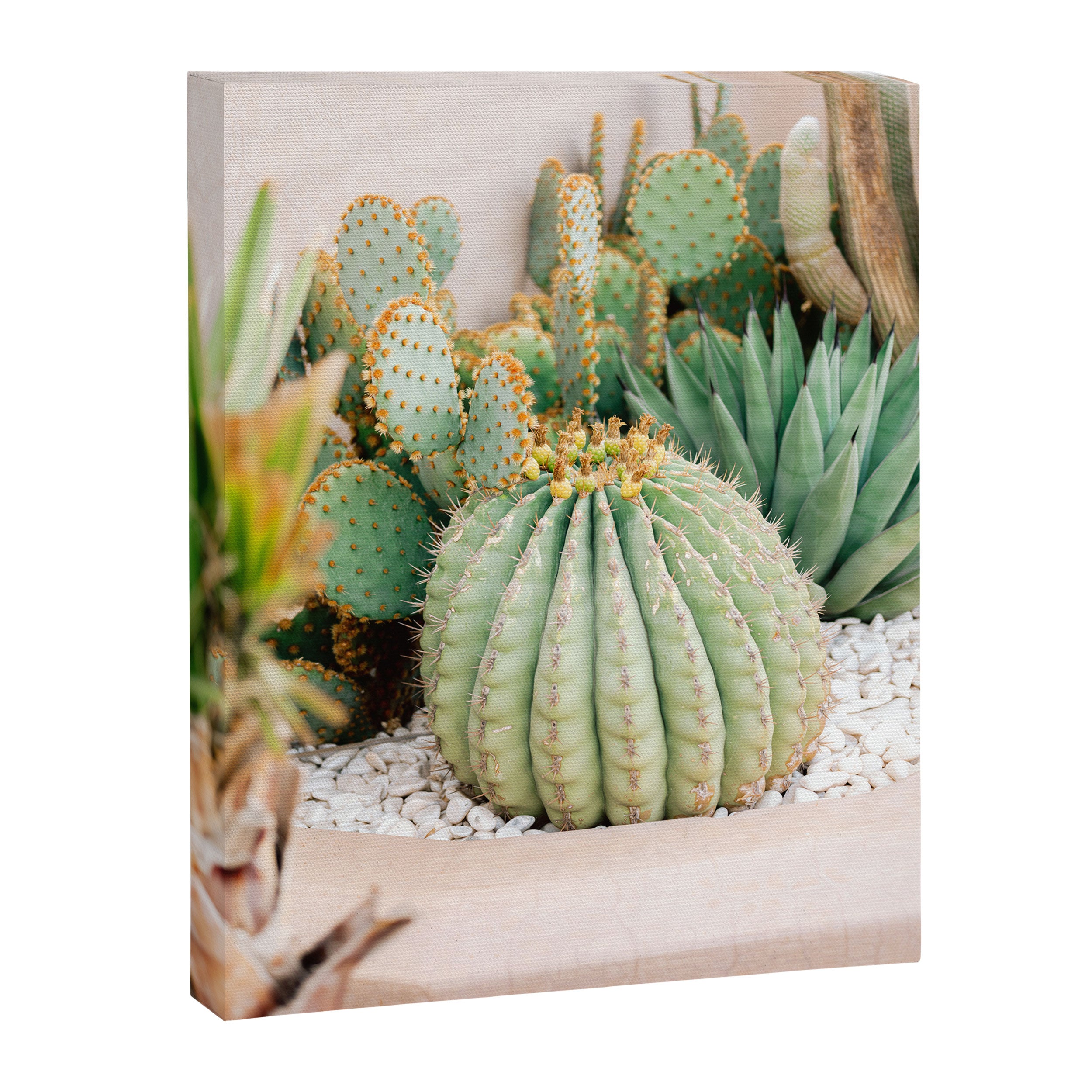 Cactus Love | Marrakech Travel Photography Canvas Print Gallery Image 6