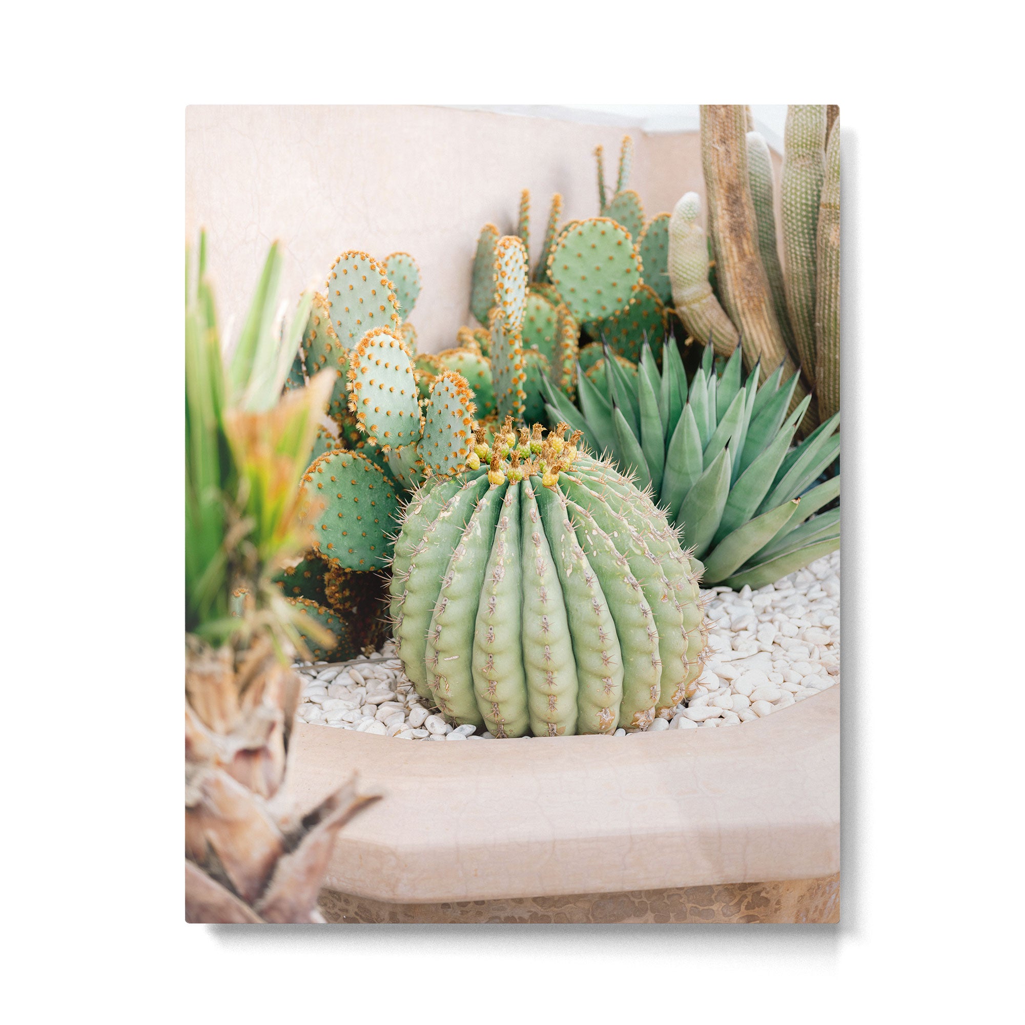Cactus Love | Marrakech Travel Photography Metal Print Gallery Image 4