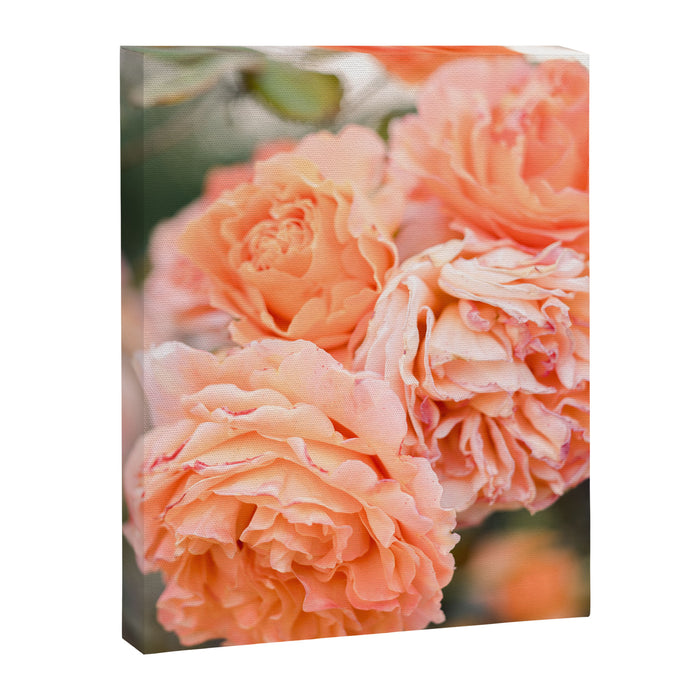 Coral Roses | Ostuni botanical garden photography | Puglia Italy Canvas Print Gallery Image 1