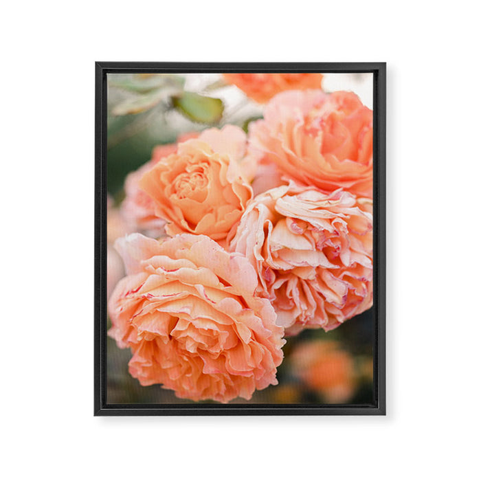 Coral Roses | Ostuni botanical garden photography | Puglia Italy Framed Canvas Print Gallery Image 1