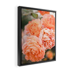 Coral Roses | Ostuni botanical garden photography | Puglia Italy Framed Canvas Print Gallery Image 2
