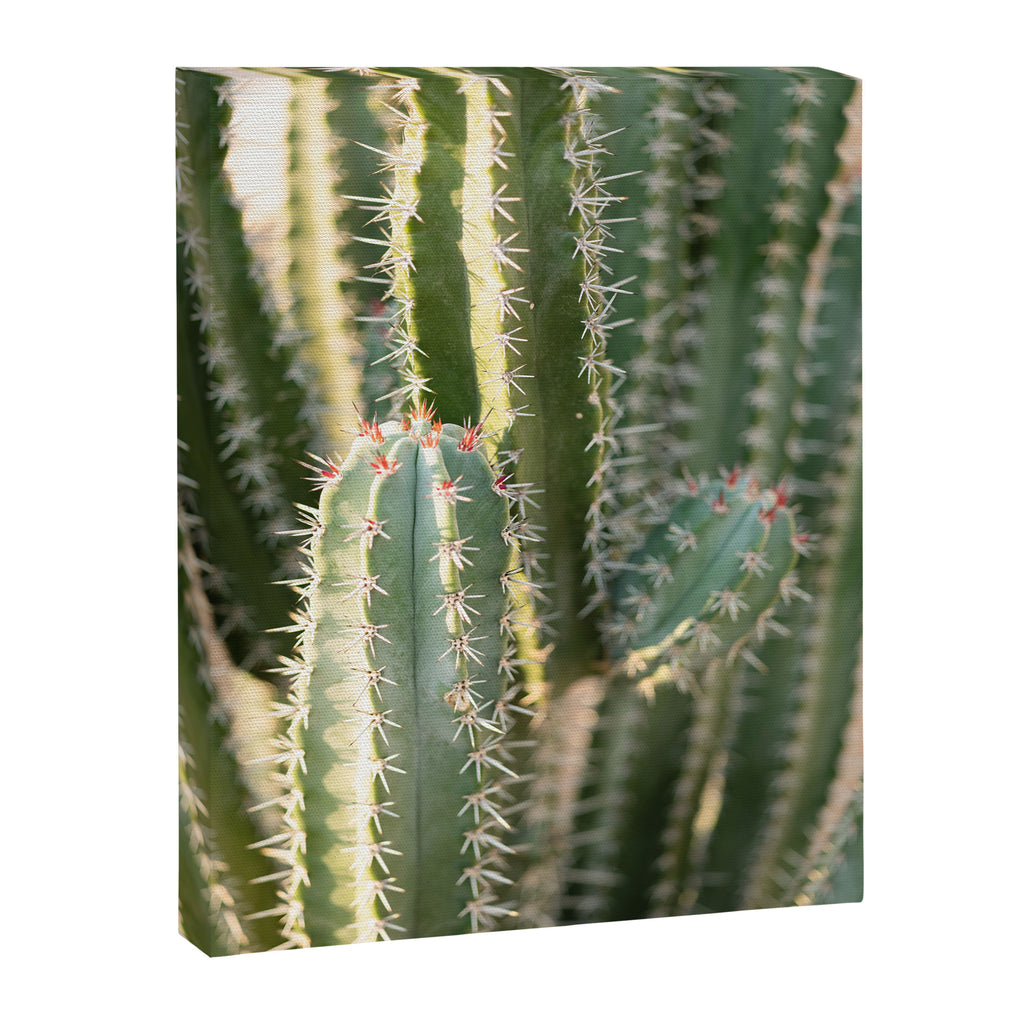 Gold & Green Cacti | Marrakech Botanical Photography Canvas Print Gallery Image 6
