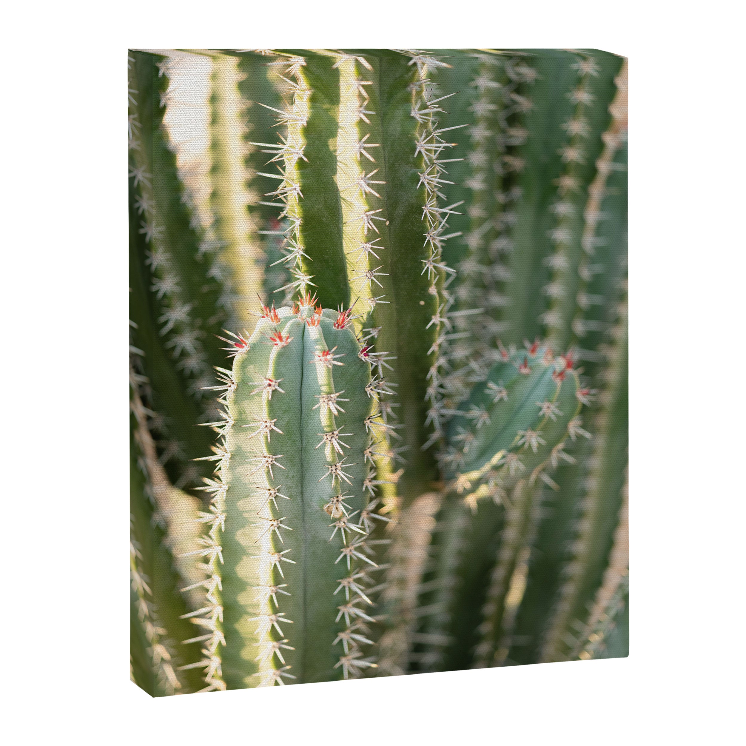 Gold & Green Cacti | Marrakech Botanical Photography Canvas Print Gallery Image 6