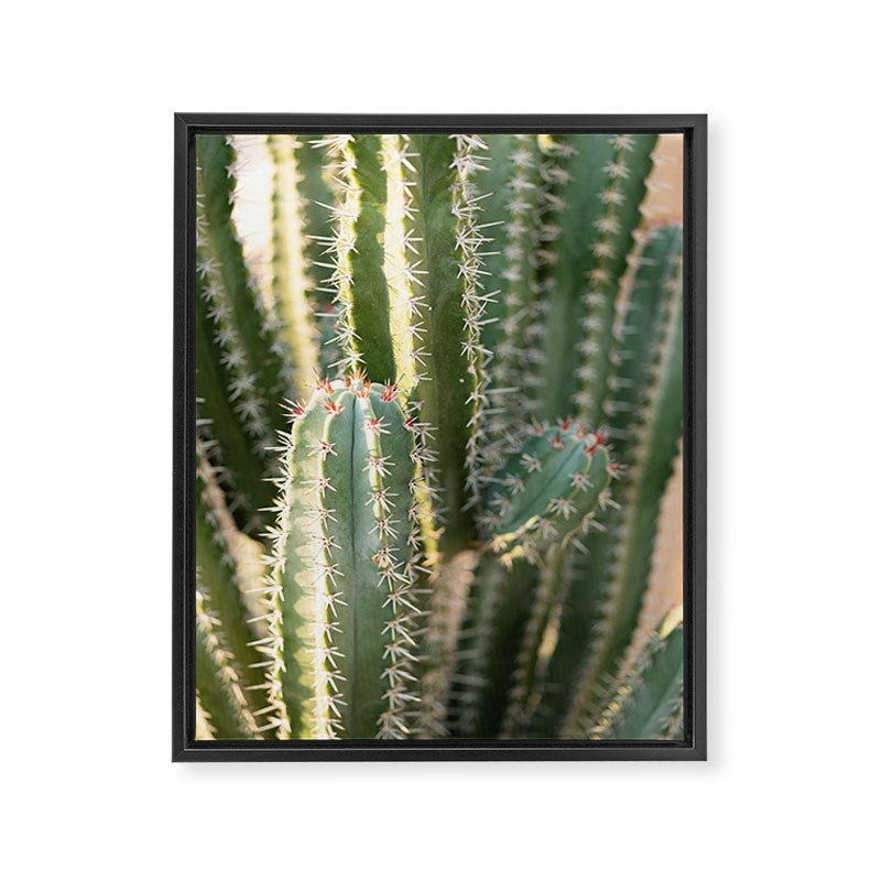 Gold & Green Cacti | Marrakech Botanical Photography Framed Canvas Print Gallery Image 6
