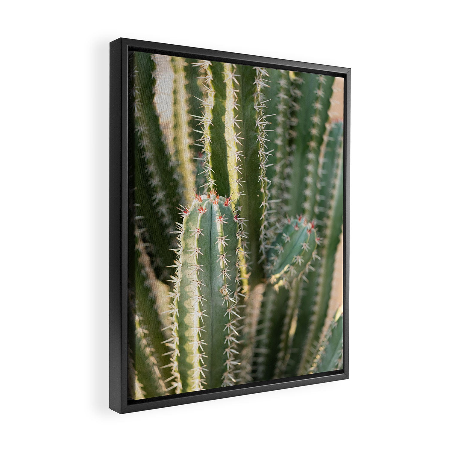 Gold & Green Cacti | Marrakech Botanical Photography Framed Canvas Print Gallery Image 2
