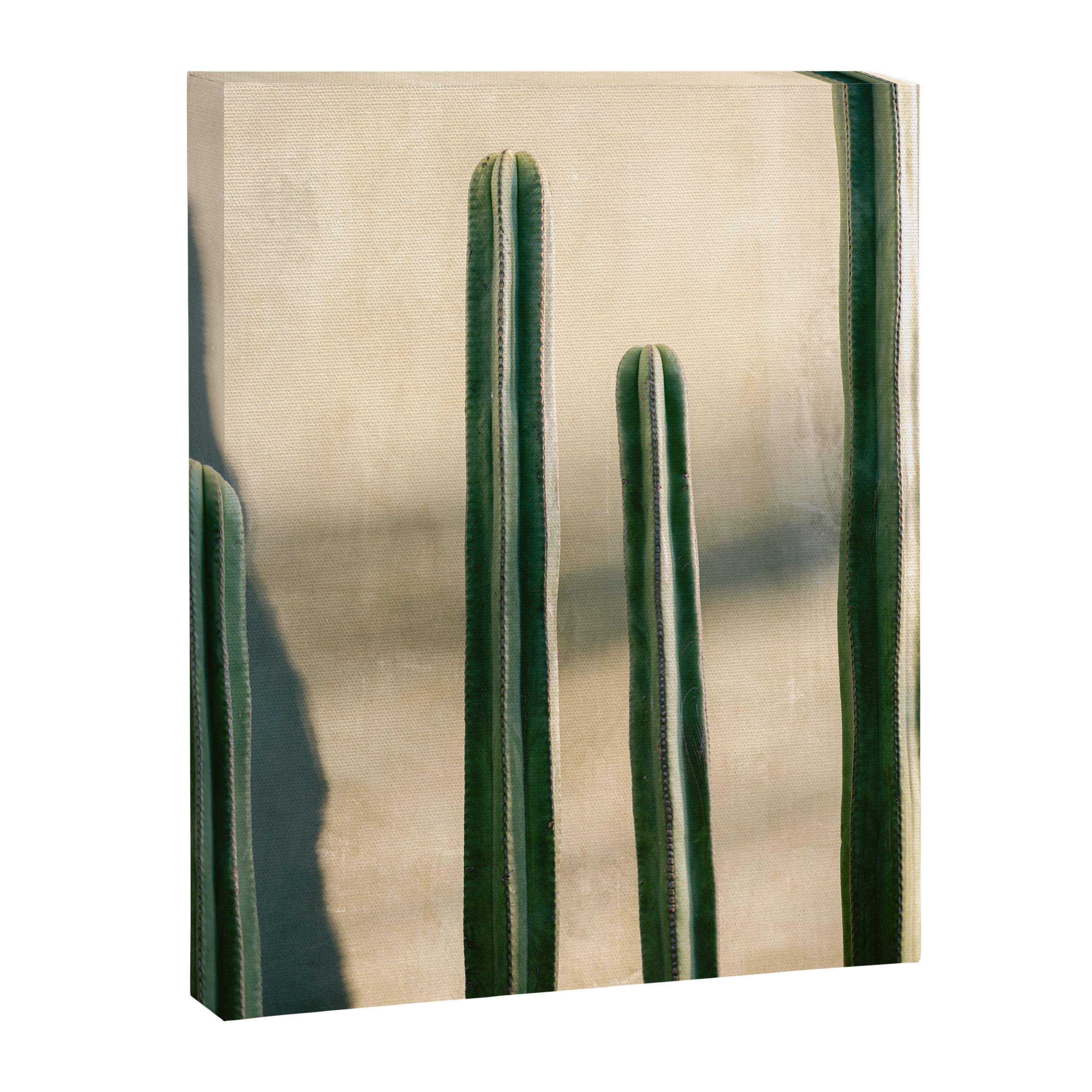 Green and Golden Cacti | Botanical travel photography Oaxaca Canvas Print Gallery Image 6