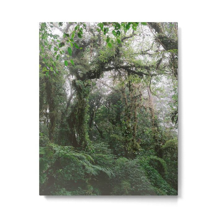 Monteverde Cloud forest | Costa Rica nature eco travel photography | Shades of green Metal Print Gallery Image 1