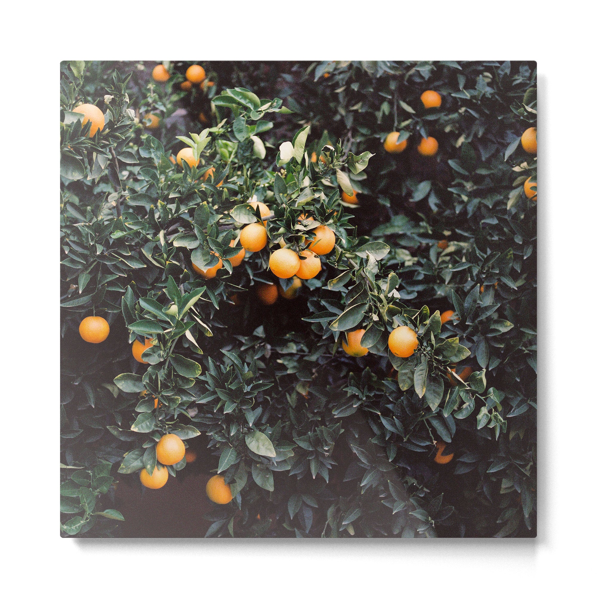 Oranges I | Moody colorful travel photography | Square  Metal Print Gallery Image 2