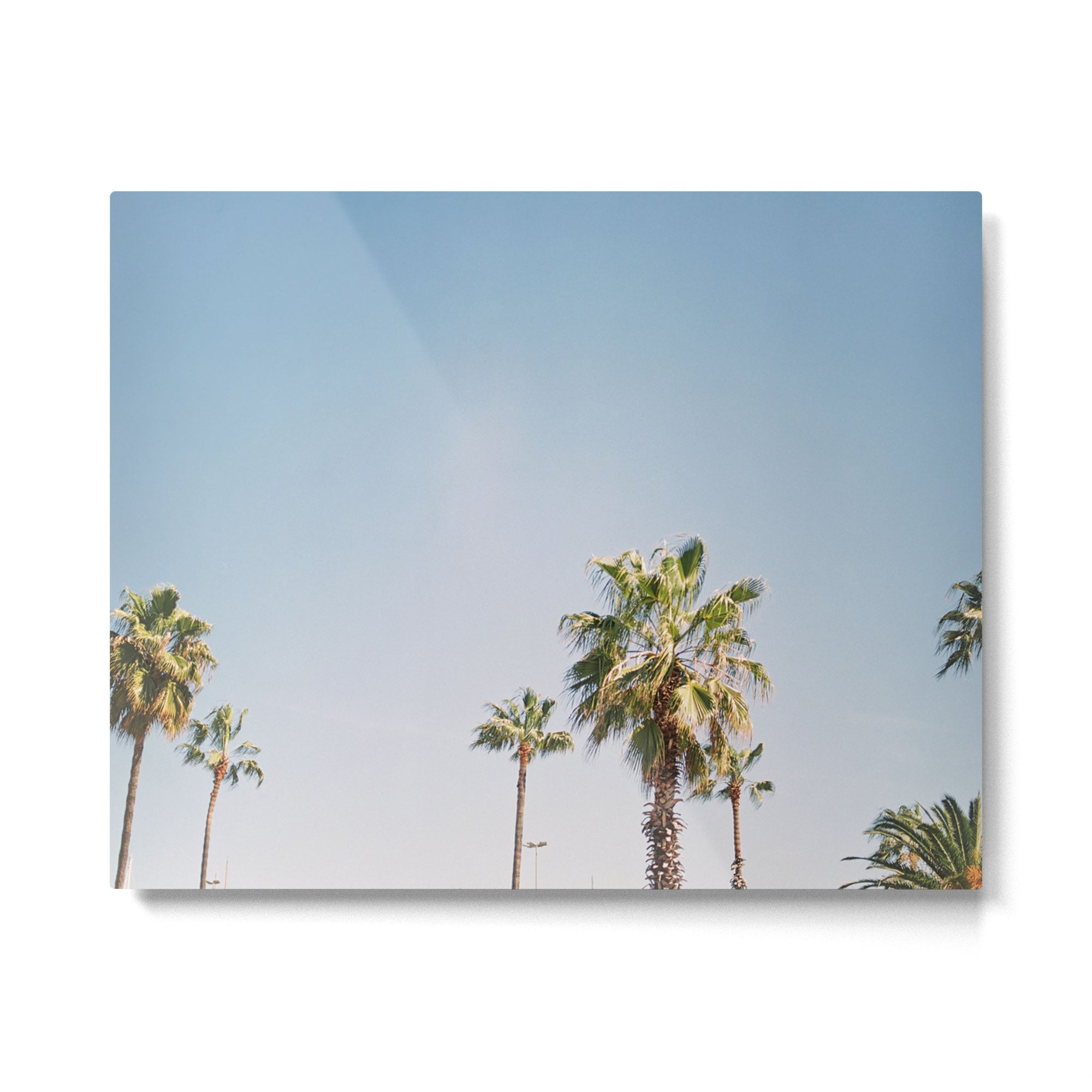 Palmtrees in Barcelona Europe | Blue Sky, Green Palm Trees Tropical vibe Metal Print Gallery Image 4