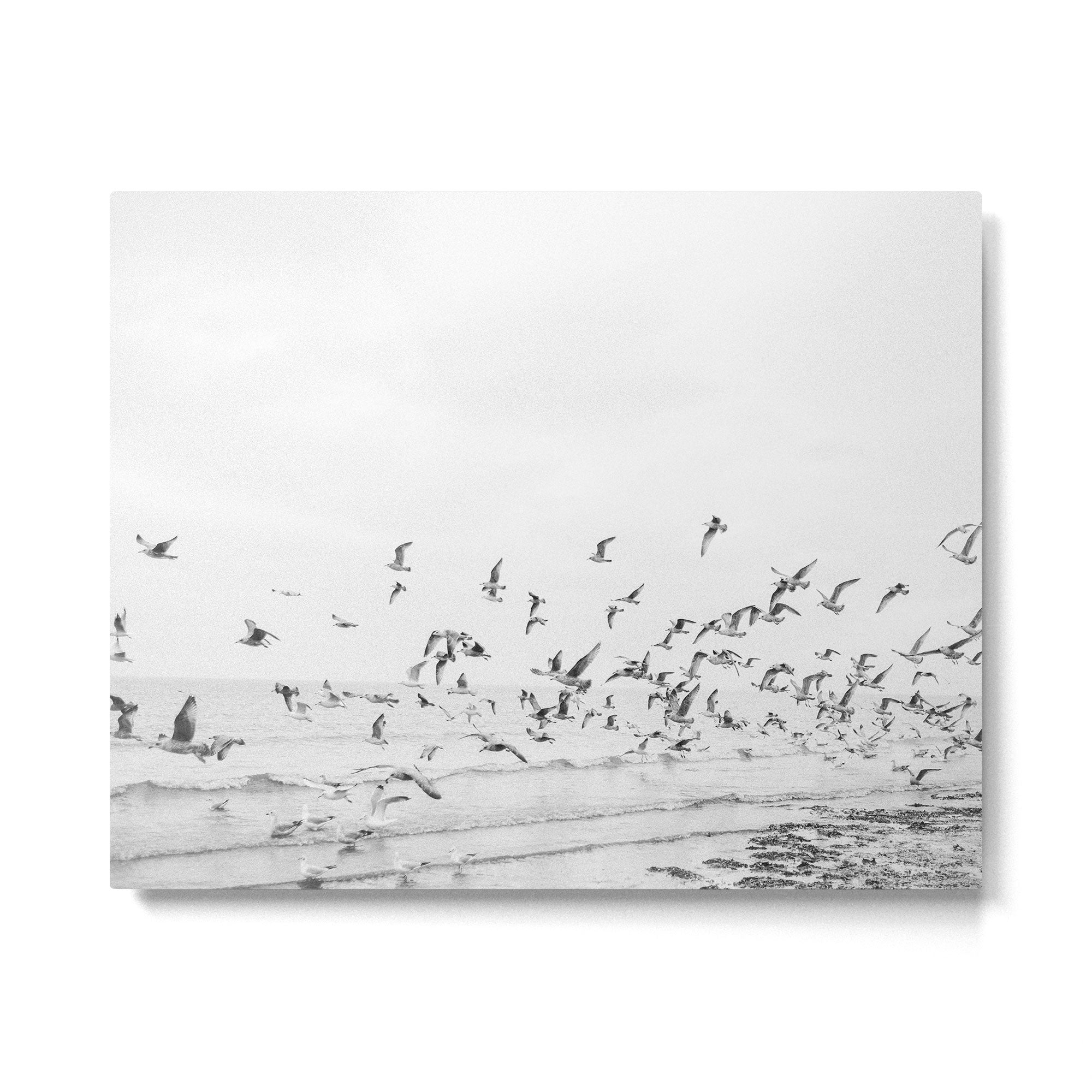 "Seagulls" | Coastal black and white photo | Film photography | Beach Metal Print Gallery Image 4