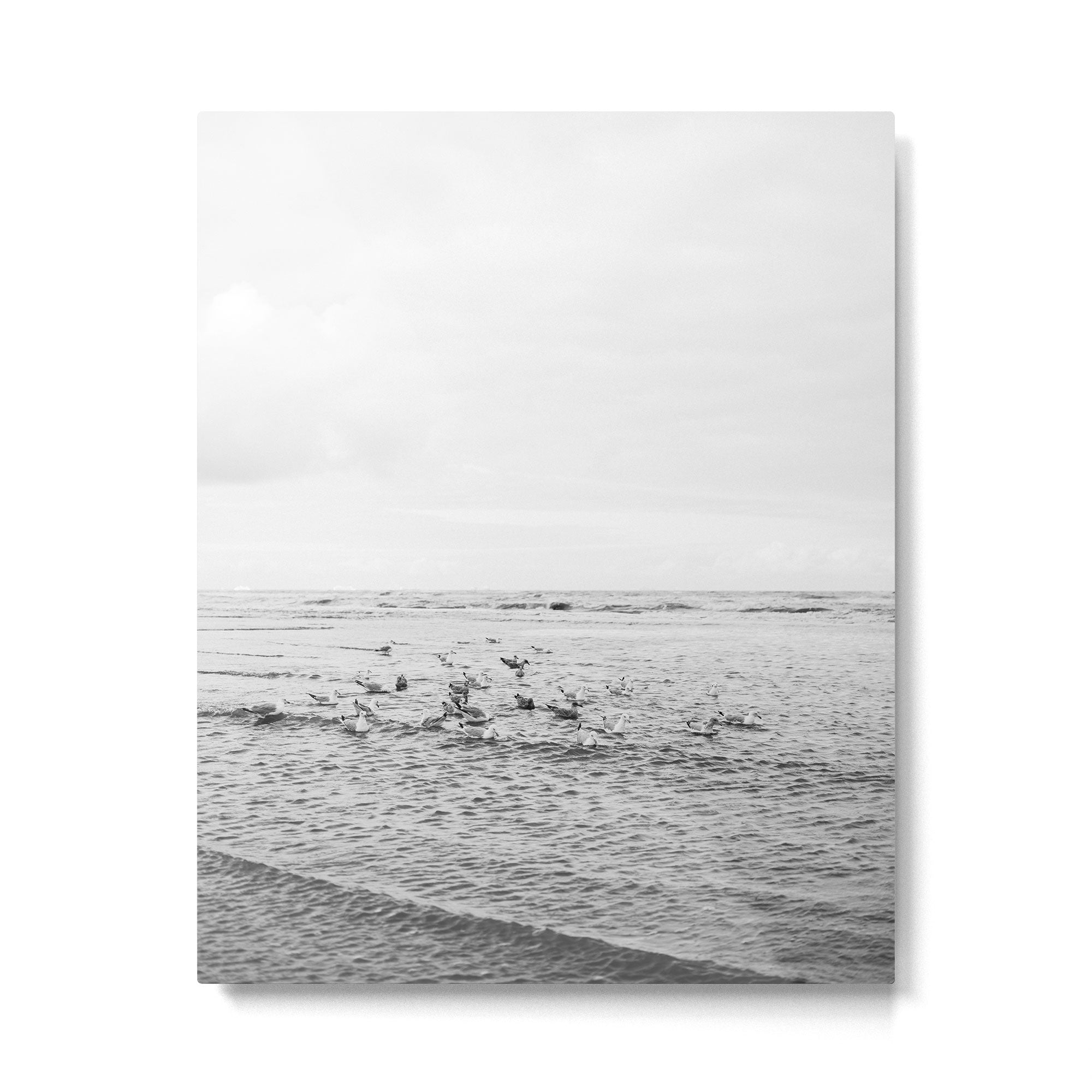 Seagulls II  | Fine art black and white beach photography | The Netherlands Metal Print Gallery Image 4