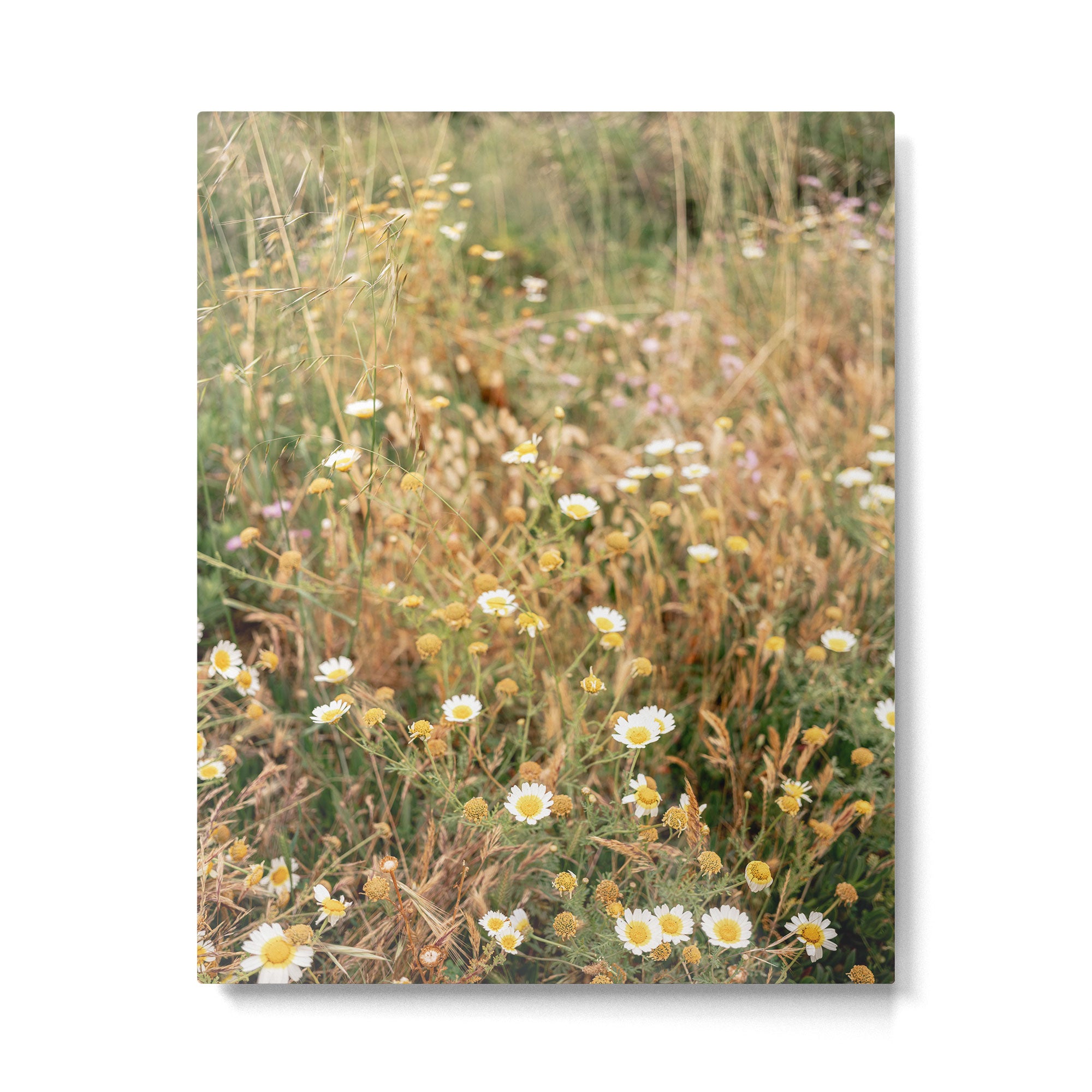 Wildflowers on the coast in Ericeira | Portugal travel photography Metal Print Gallery Image 4