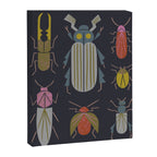 Beetle Specimens Canvas Print Gallery Image 8