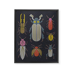 Beetle Specimens Framed Canvas Print Gallery Image 8