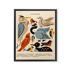 Midwest Birds Guide Framed Canvas Print Gallery Image 8