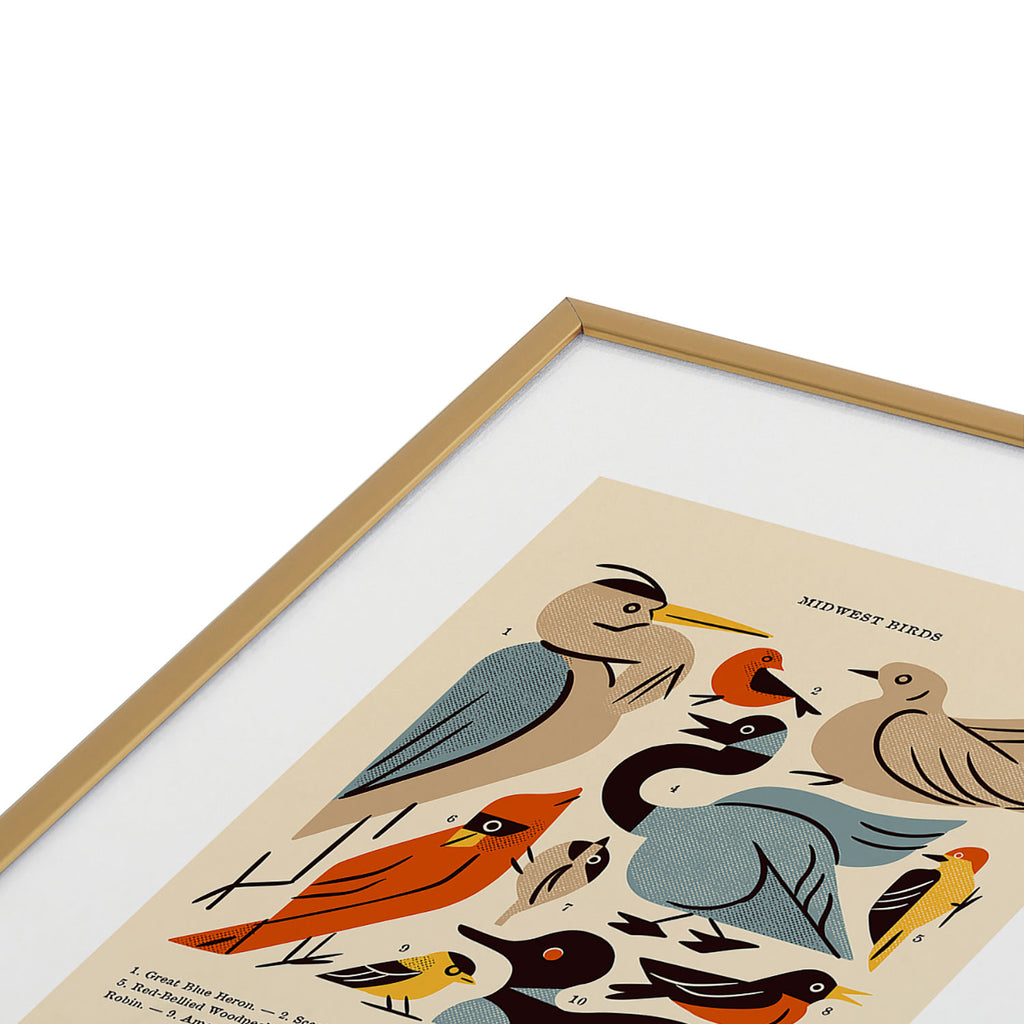 Midwest Birds Guide Framed Art Print Gallery Image 3
